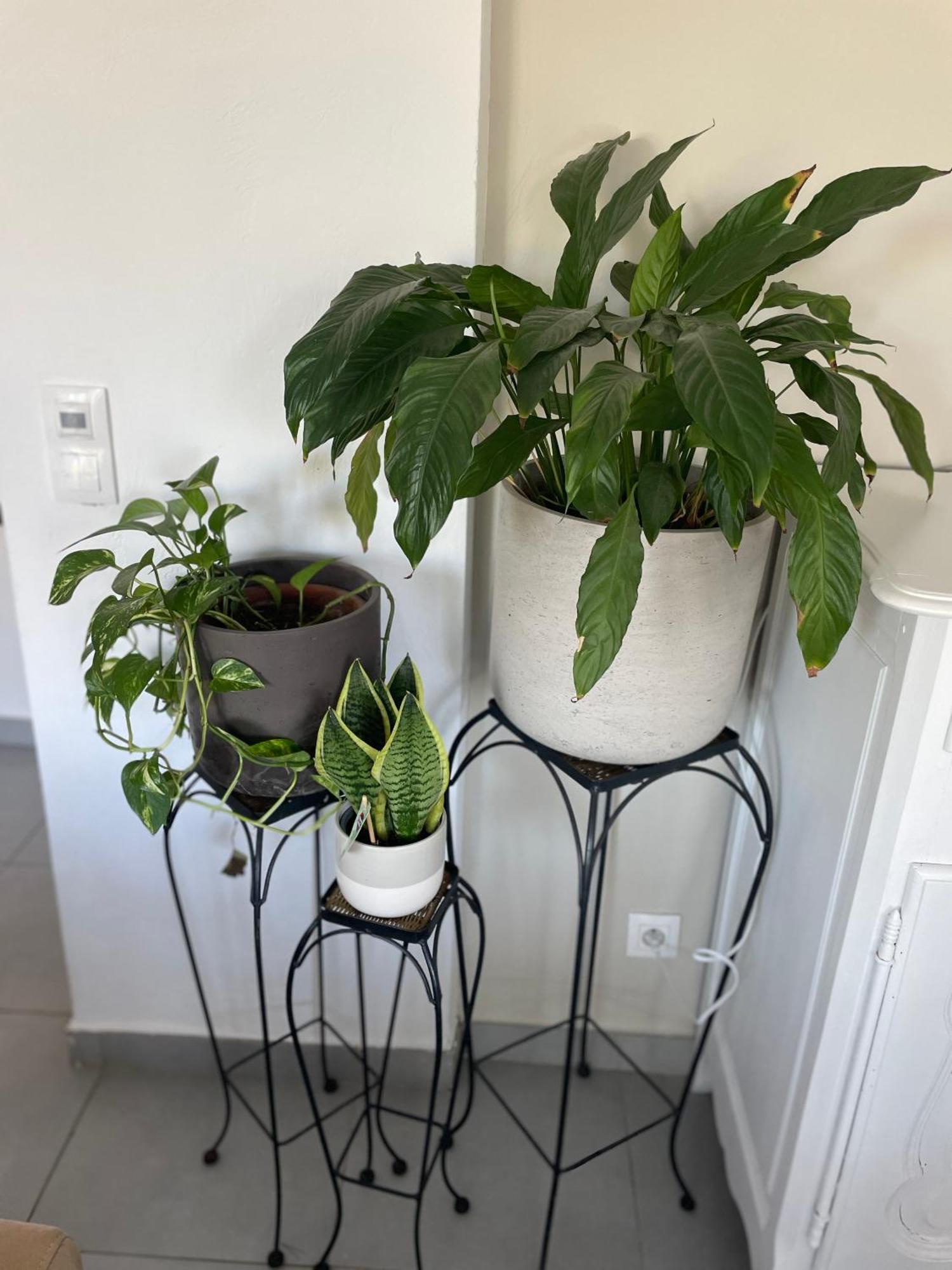 安提布岬丛林度假屋 昂蒂布 外观 照片